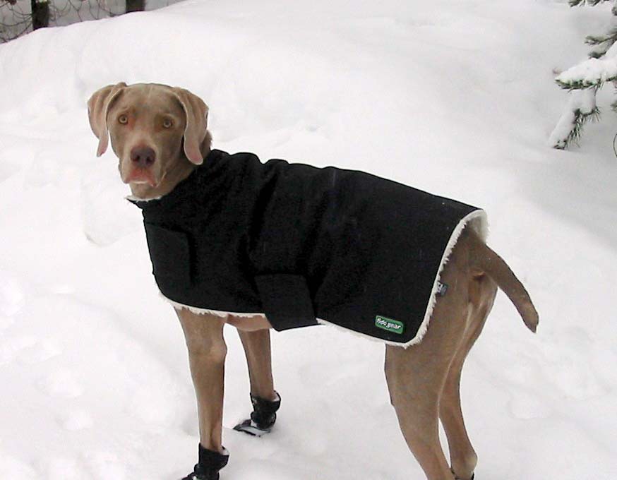 Winter Coat Greyhound Jackets For Sale Dog Coat For Large Dogs