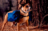 Medium Cascade Dog Pack