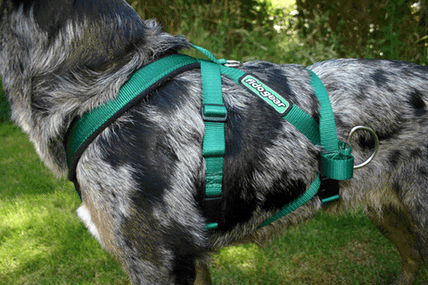 Canine Carting Harness