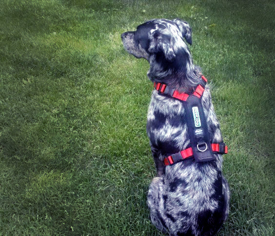 Treeline Trail Harness - Main Image